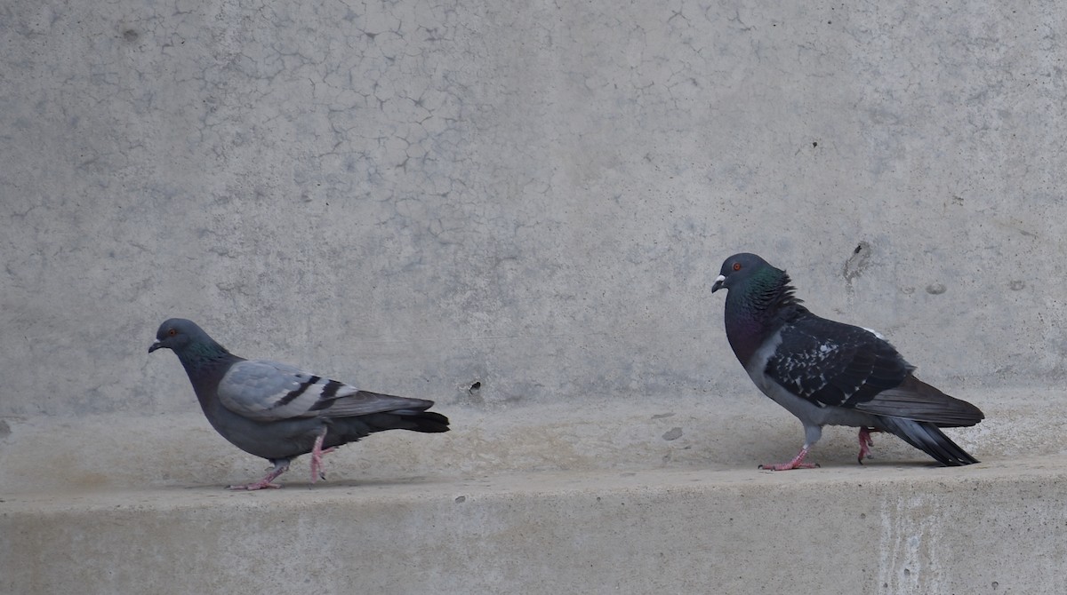Pigeon biset (forme domestique) - ML618188159