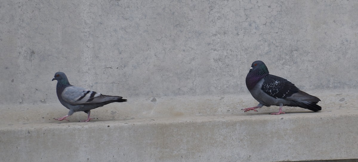 Rock Pigeon (Feral Pigeon) - ML618188163