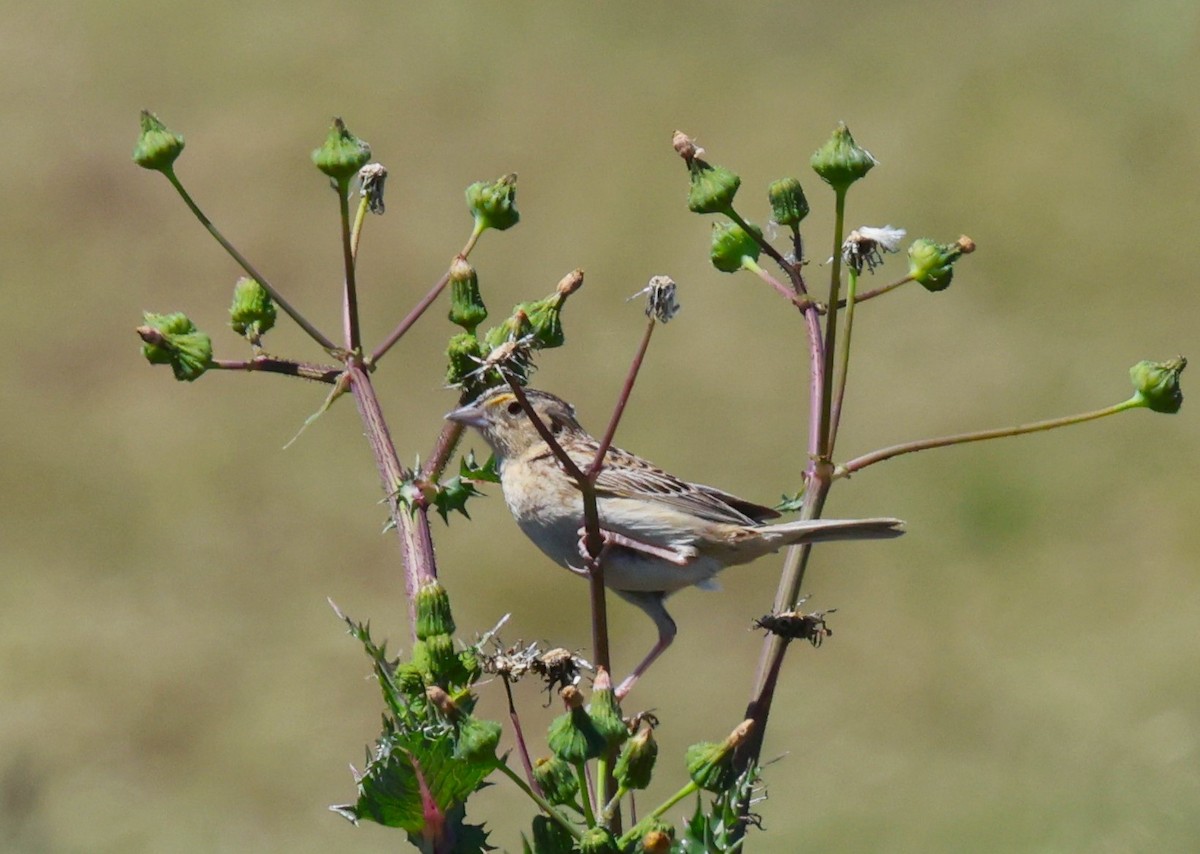 Grasshopper Sparrow - ML618188165