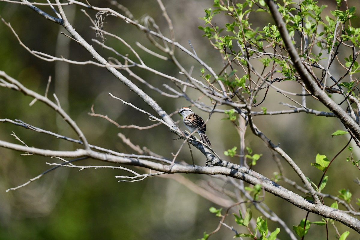 Chipping Sparrow - ML618188176