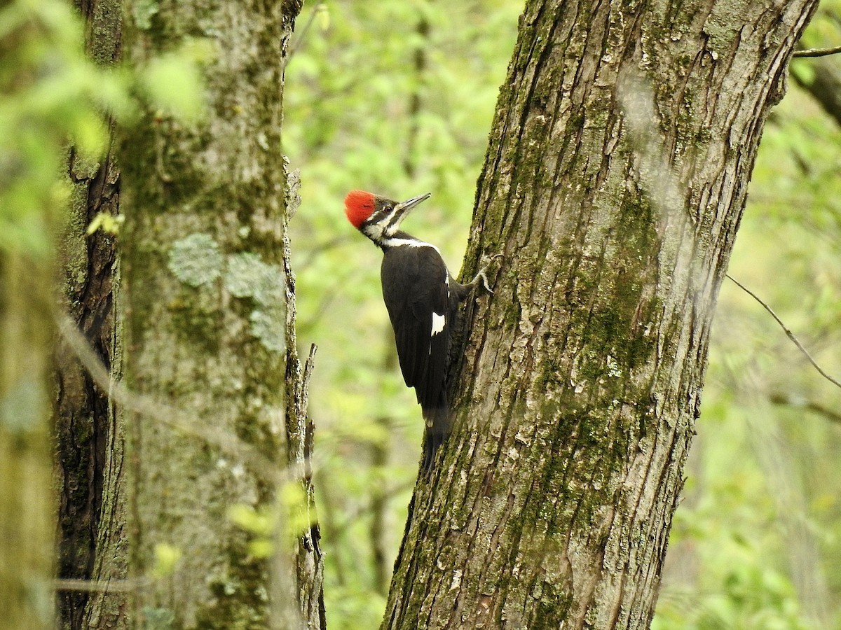 Pileated Woodpecker - ML618188180