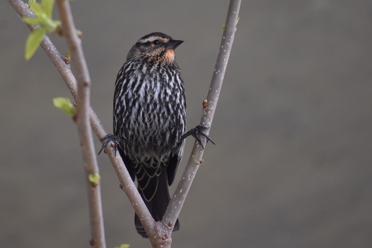 Red-winged Blackbird (Red-winged) - ML618188183