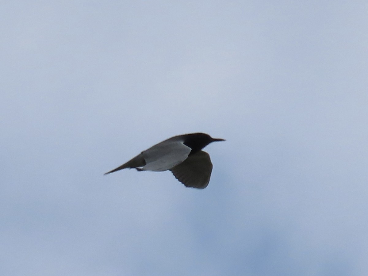 Black Tern - ML618188193