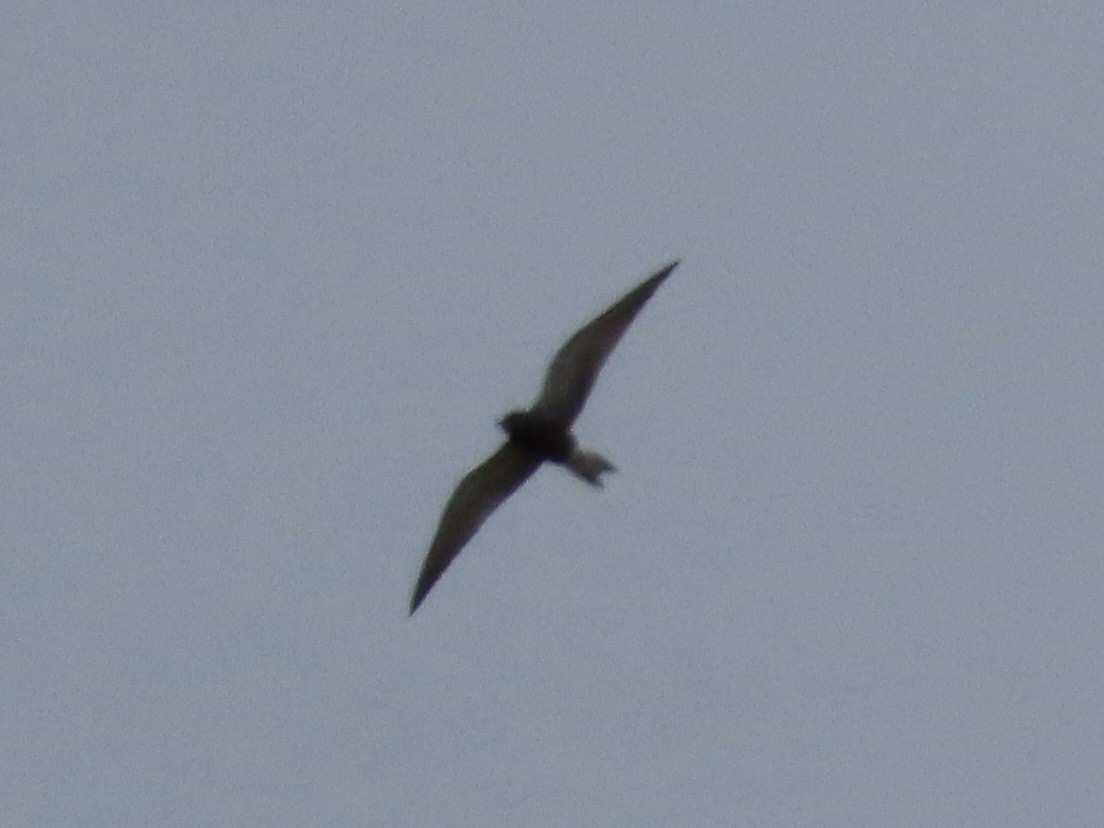 Black Tern - ML618188194