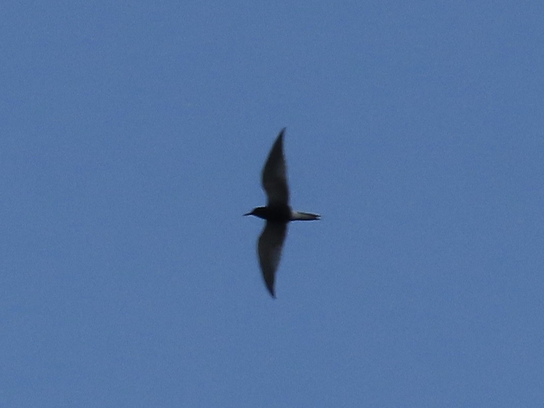 Black Tern - ML618188195