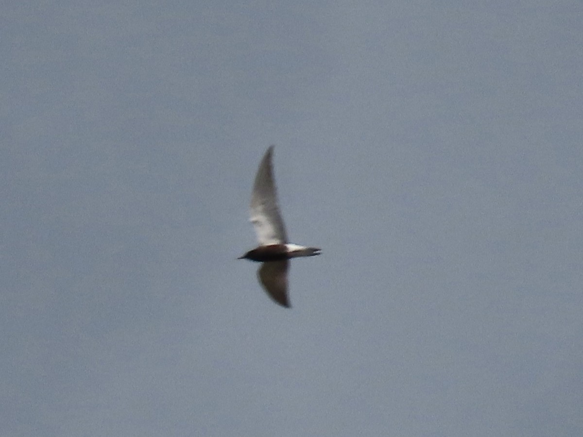 Black Tern - ML618188196