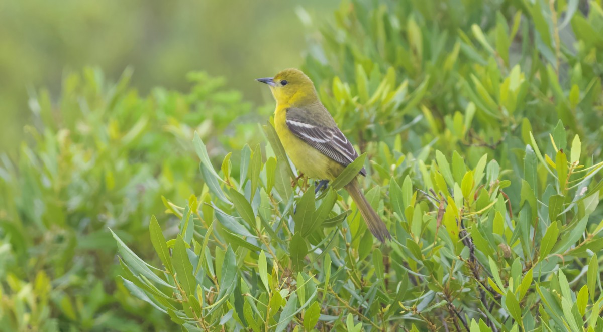 Orchard Oriole - ML618188216