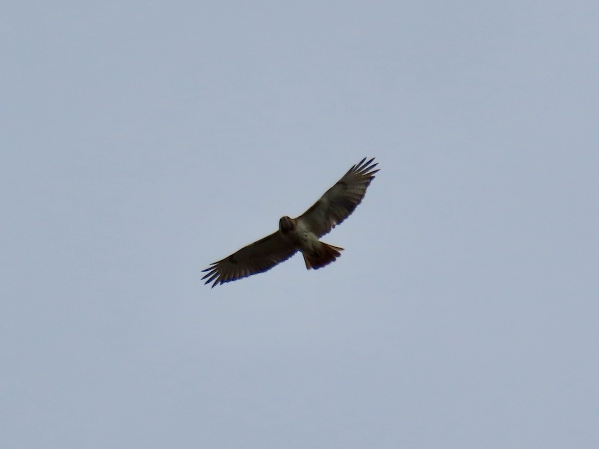 Red-tailed Hawk - ML618188223