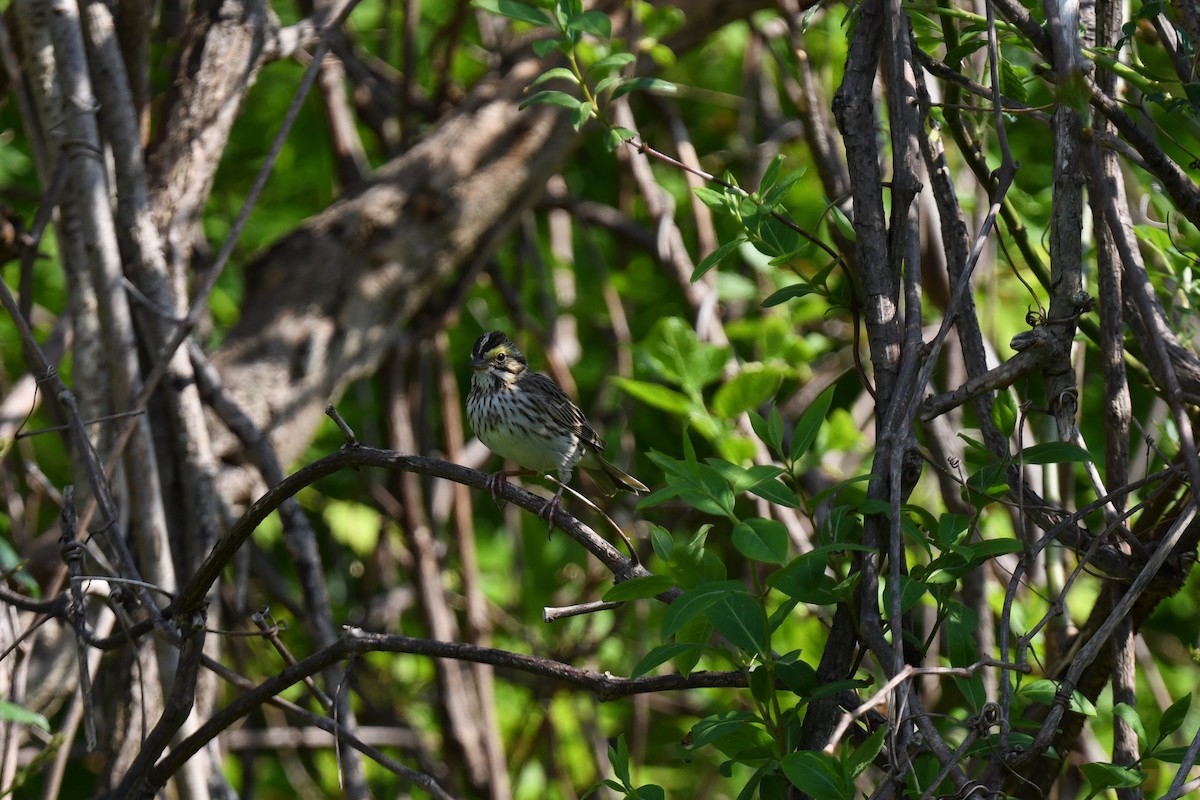 Savannah Sparrow - joe demko