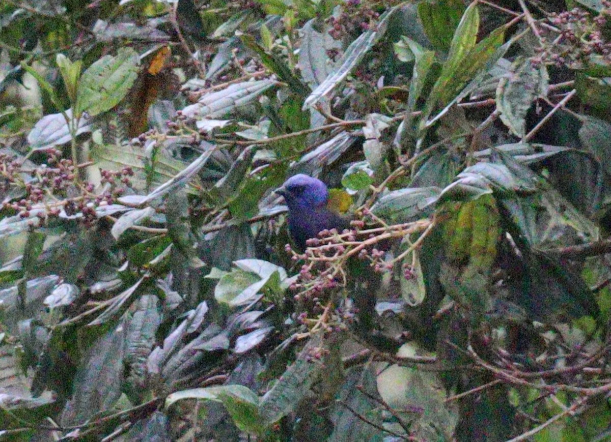 Blue-and-black Tanager - Julio P