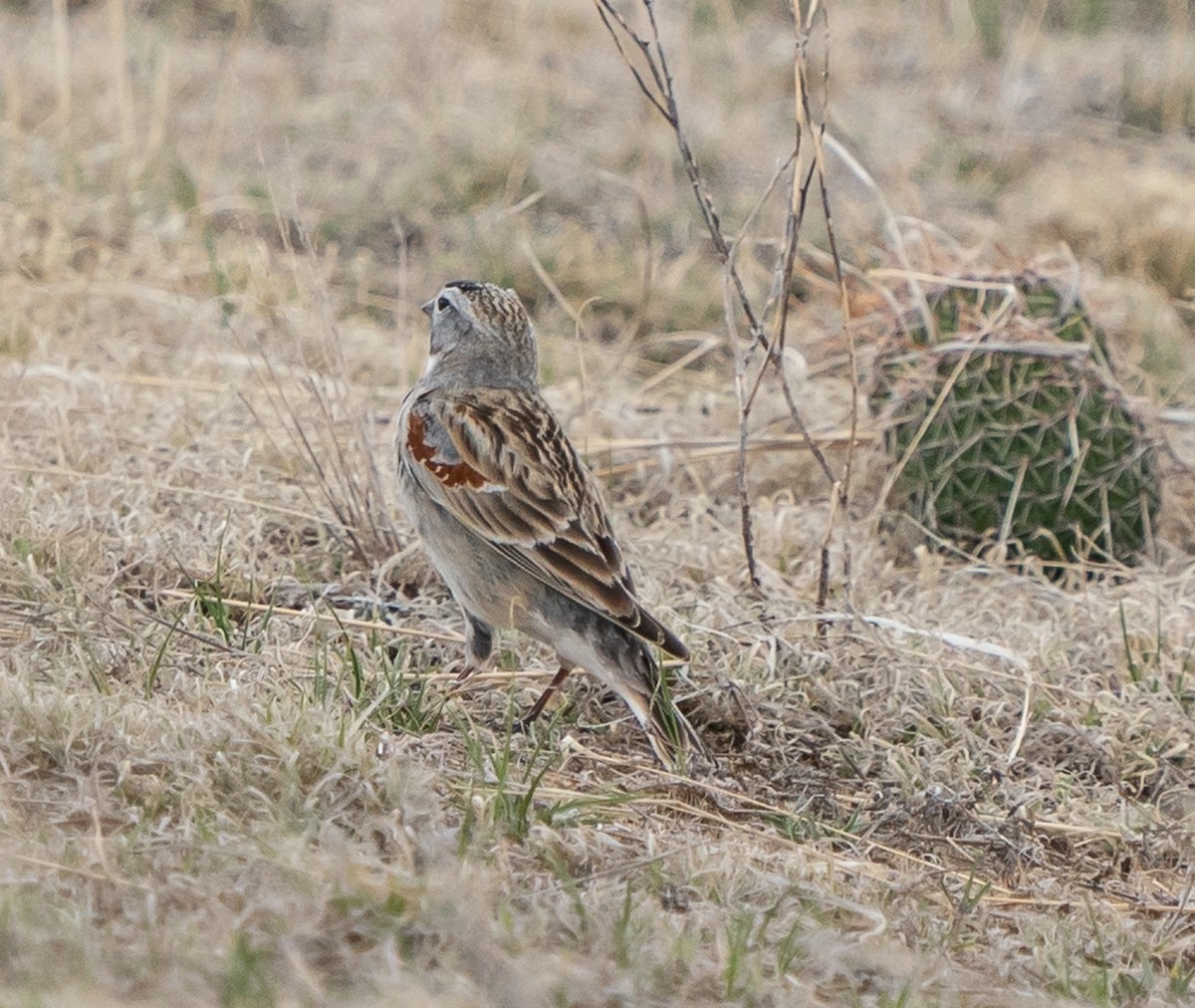 Thick-billed Longspur - ML618188237