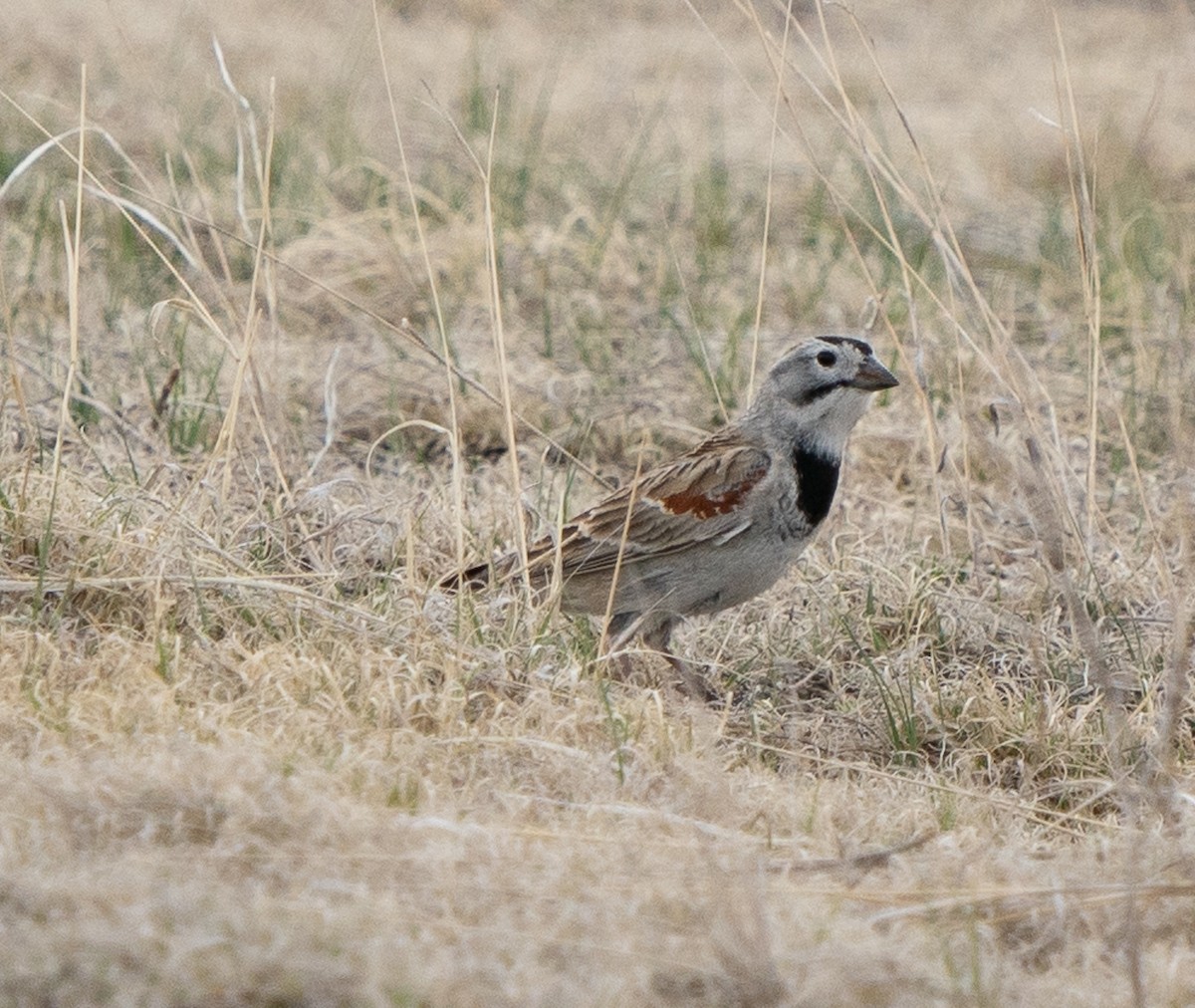Thick-billed Longspur - ML618188238