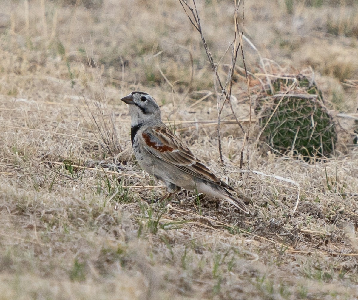 Thick-billed Longspur - ML618188239