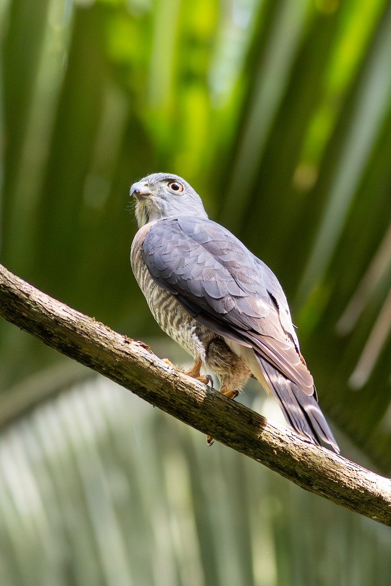 Double-toothed Kite - ML618188259