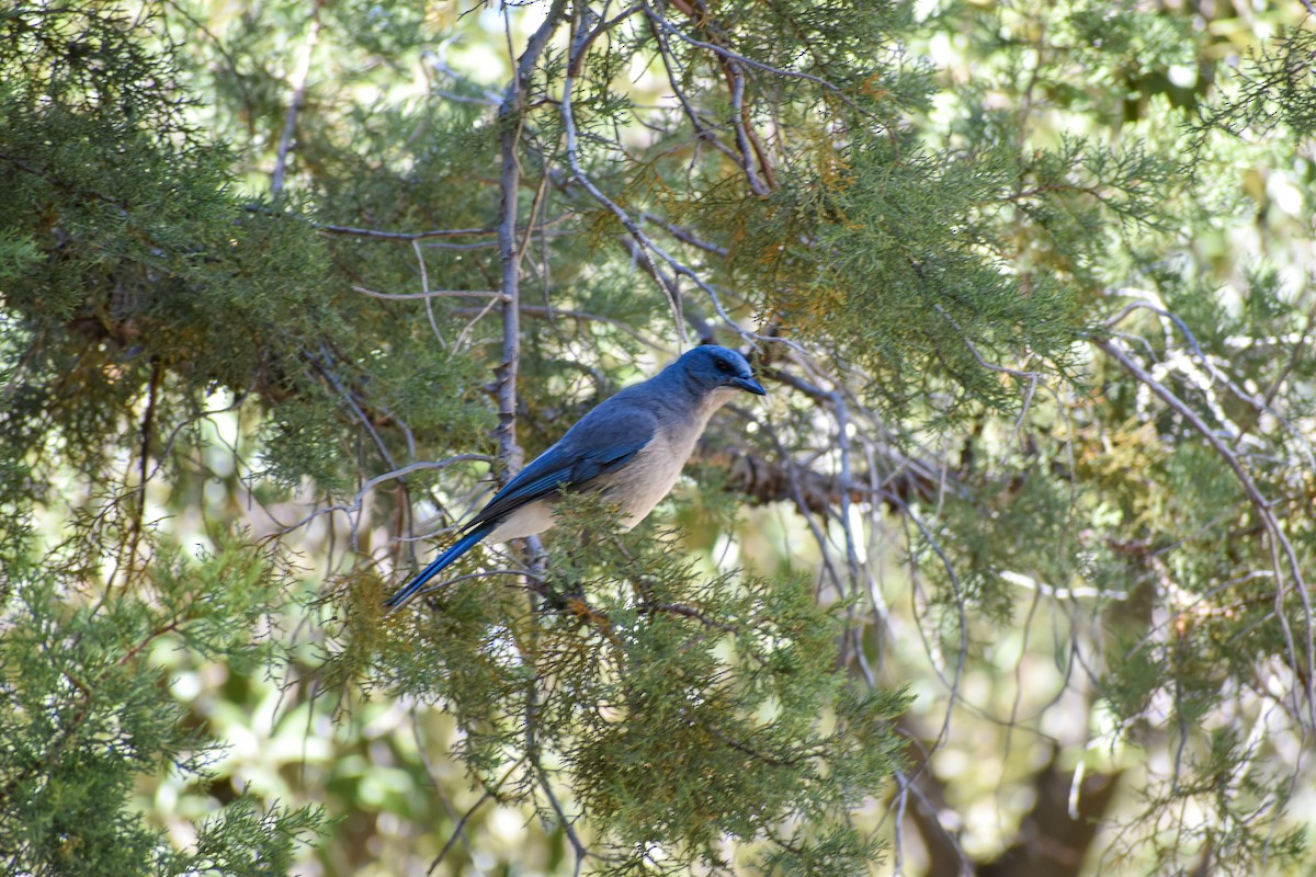 Mexican Jay - ML618188266
