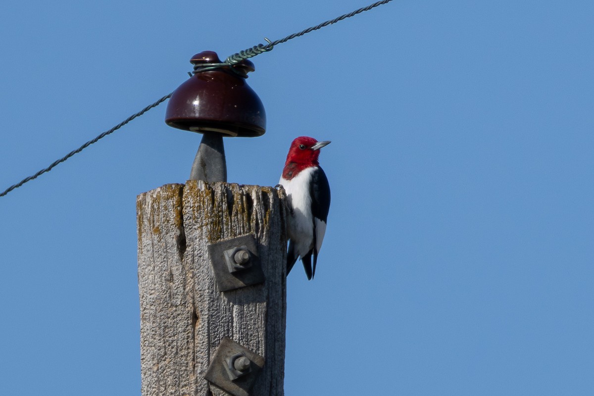 Red-headed Woodpecker - ML618188269