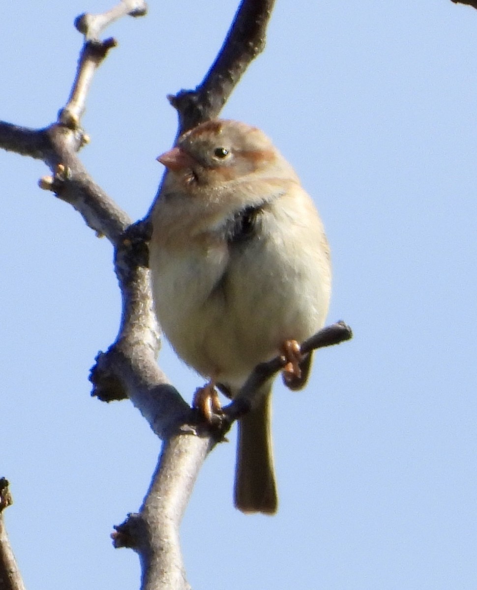 Field Sparrow - ML618188272