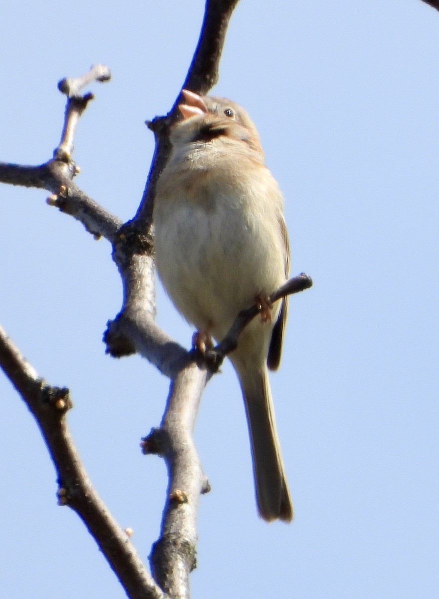 Field Sparrow - ML618188273