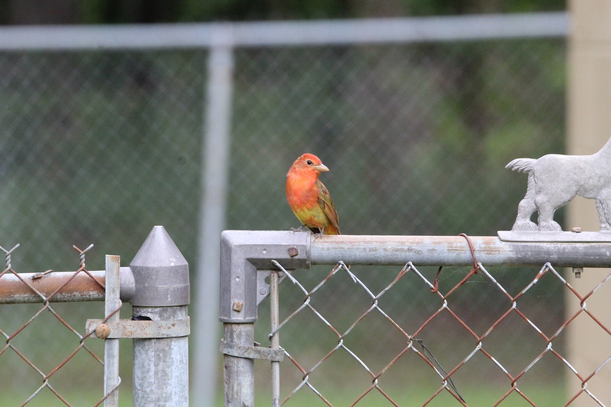 Summer Tanager - George Dokes