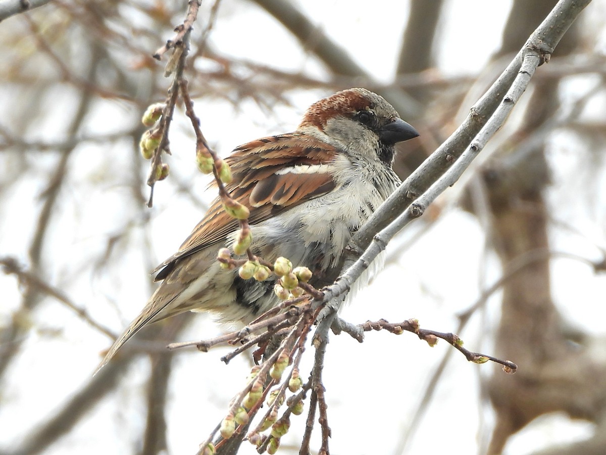 House Sparrow - christine carrier