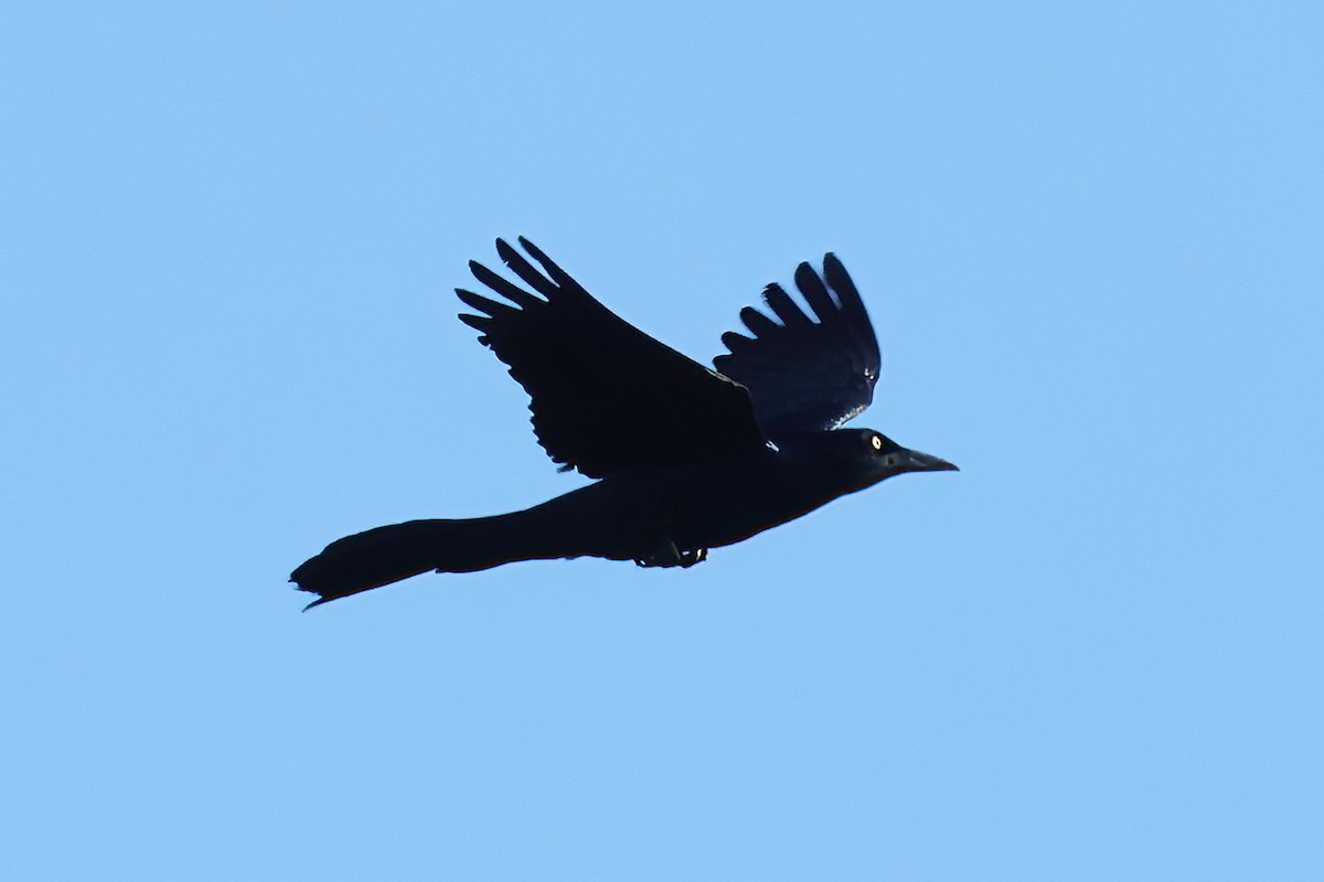 Boat-tailed Grackle - ML618188295