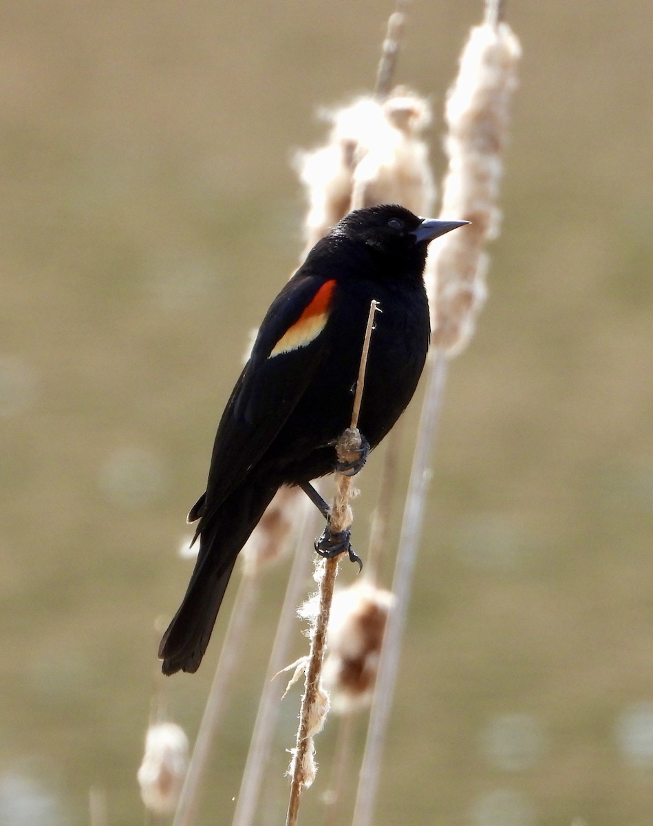 Red-winged Blackbird - ML618188301