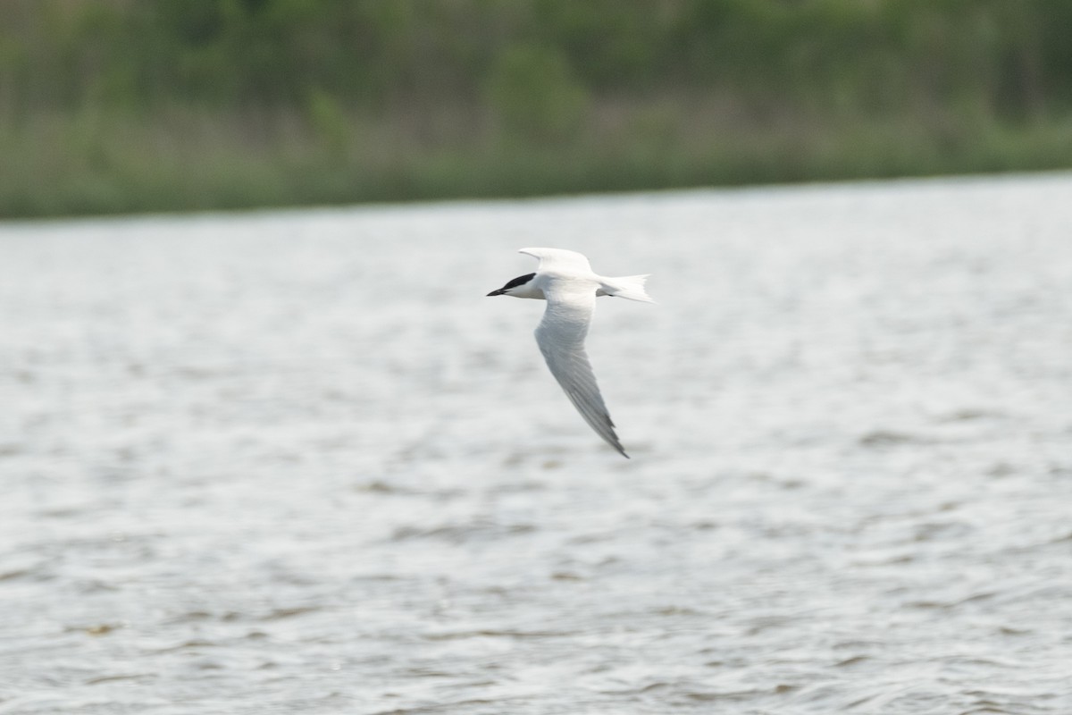 Gull-billed Tern - James Smithers