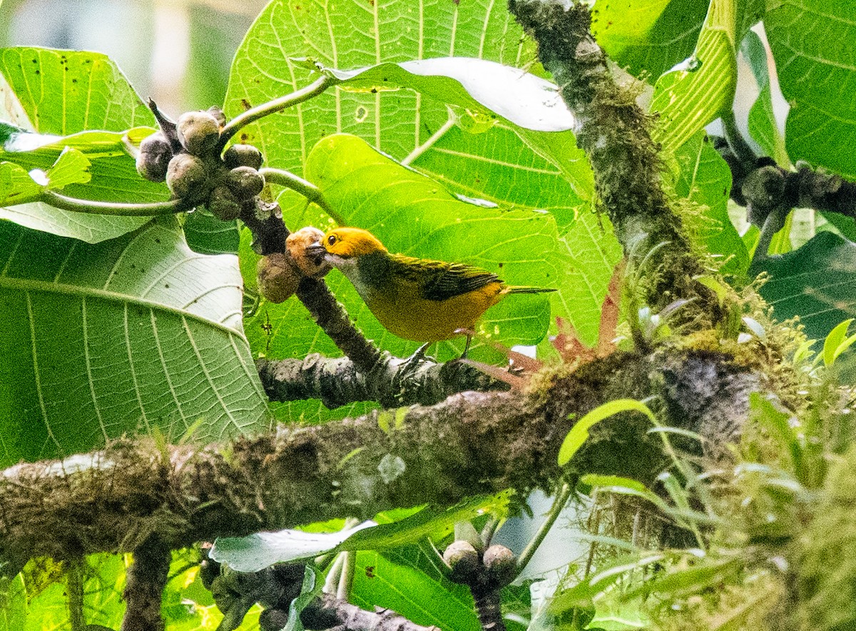 Silver-throated Tanager - Mel & Deb Broten