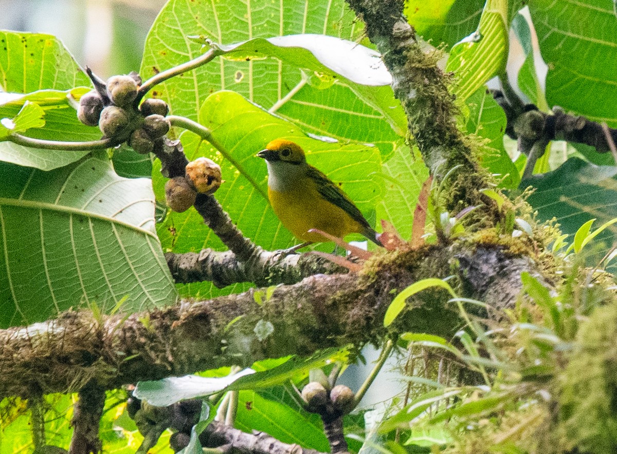 Silver-throated Tanager - ML618188381