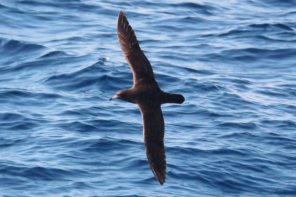Flesh-footed Shearwater - ML618188398
