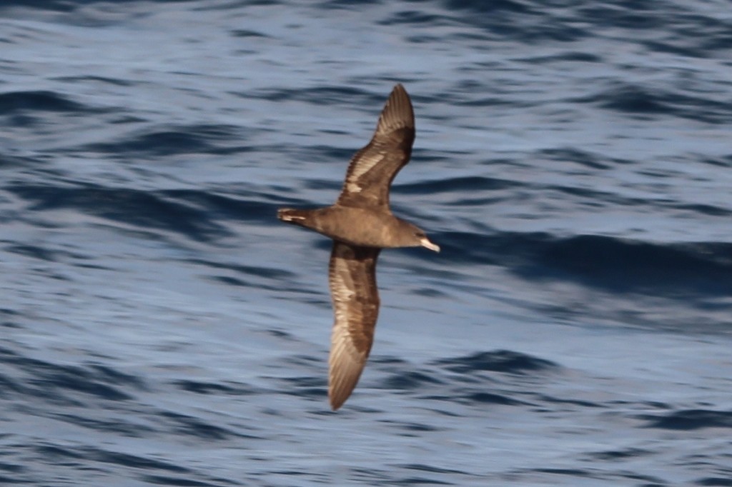Flesh-footed Shearwater - ML618188422