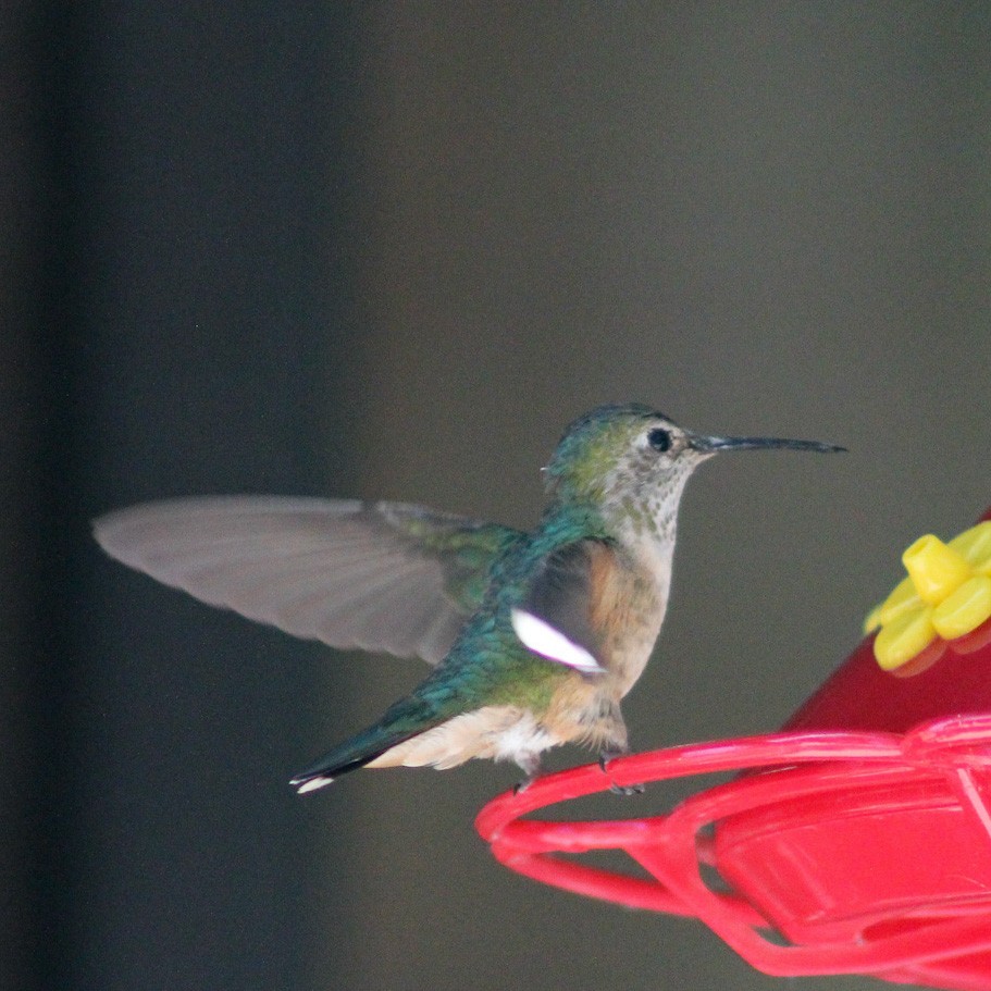 Broad-tailed Hummingbird - Sue Van Stelle