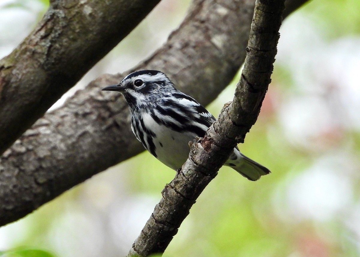Black-and-white Warbler - ML618188462