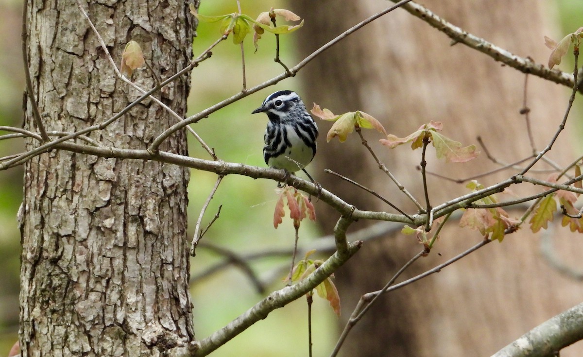 Black-and-white Warbler - ML618188463