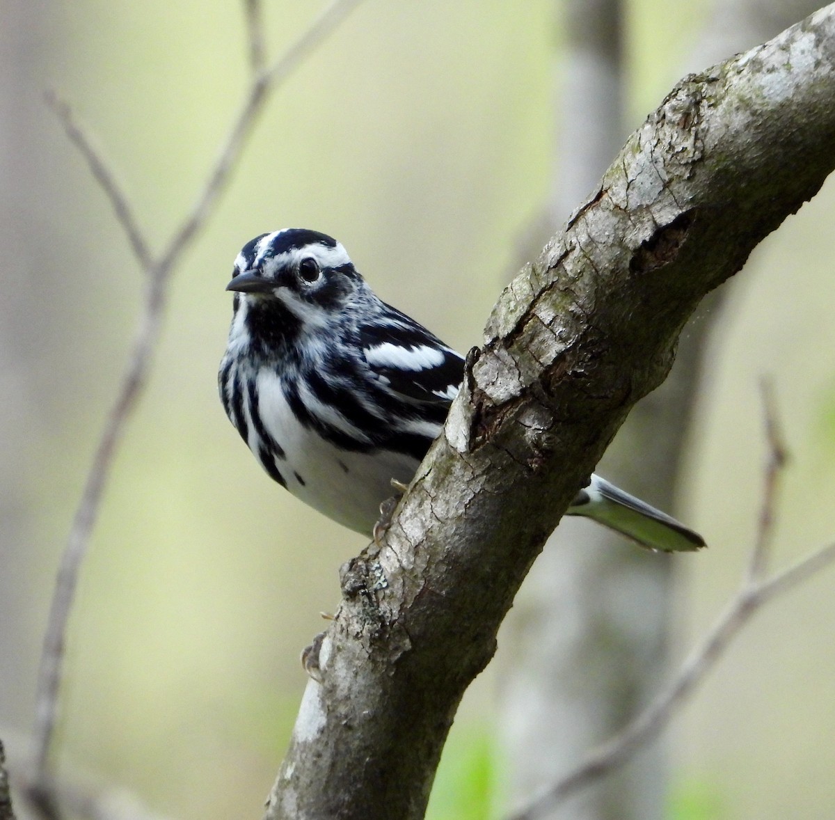 Black-and-white Warbler - ML618188464