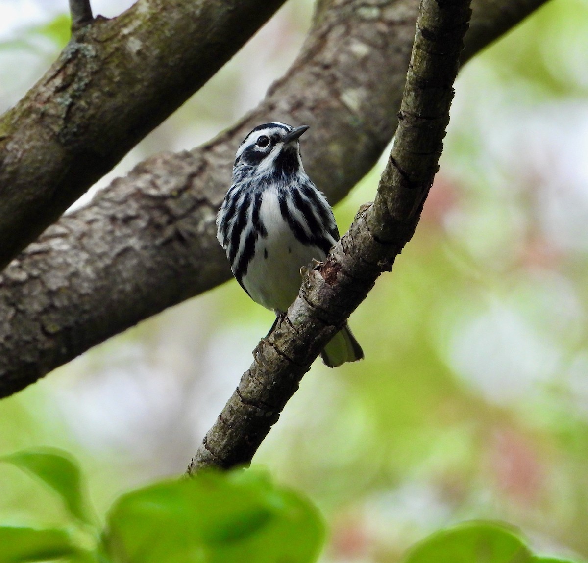 Black-and-white Warbler - ML618188465