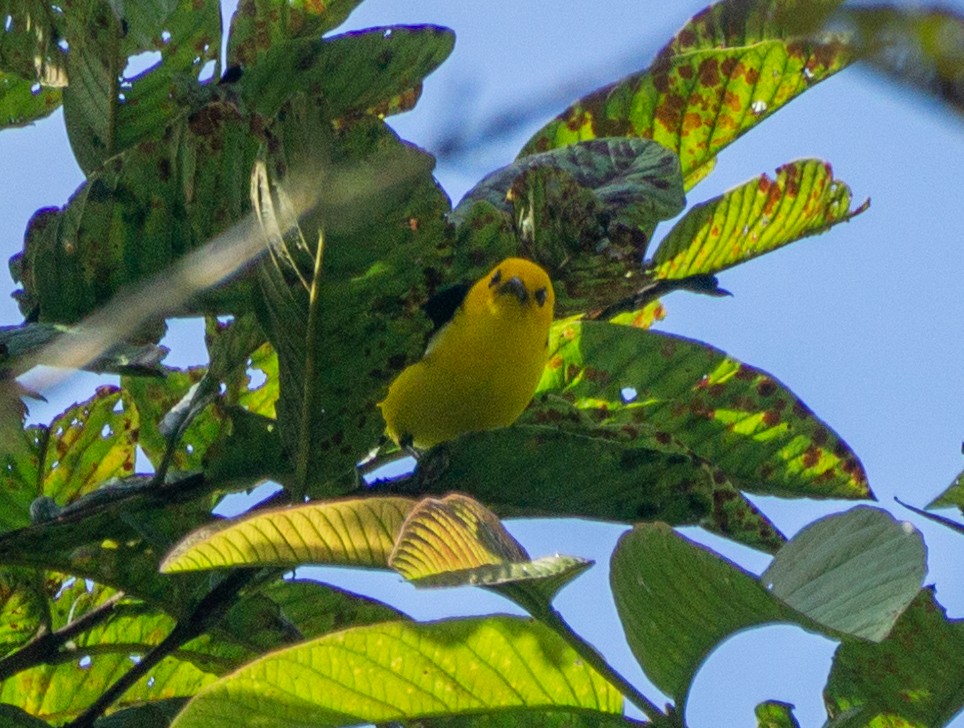 Black-and-yellow Tanager - ML618188468