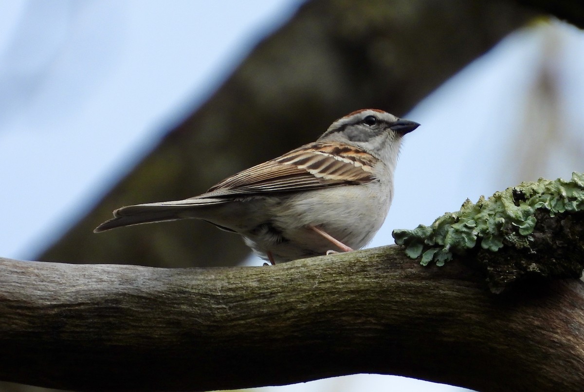 Chipping Sparrow - ML618188472