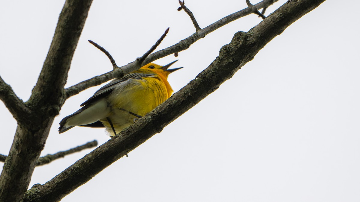 Prothonotary Warbler - Paul Clifford
