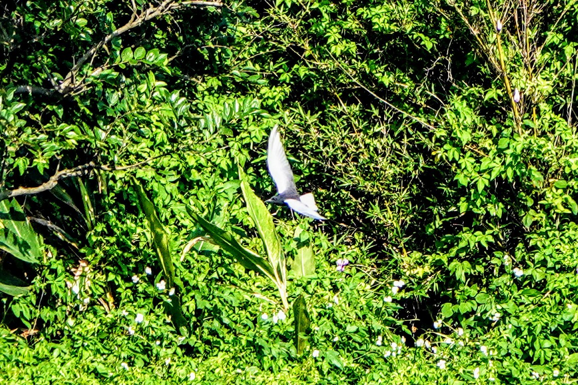 White-winged Tern - ML618188475