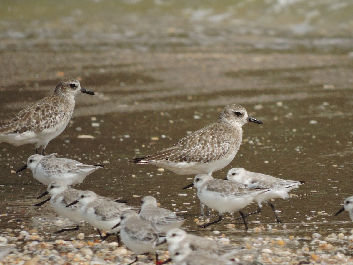 Black-bellied Plover - Andrew Cauldwell