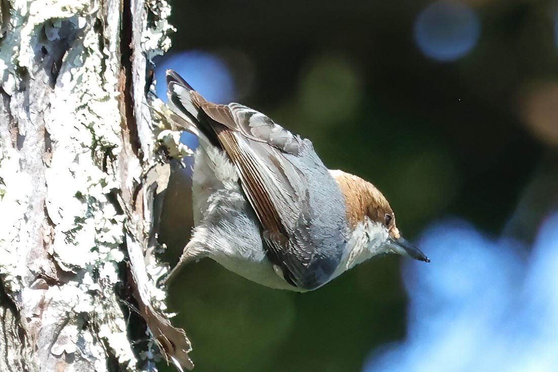 Brown-headed Nuthatch - ML618188512