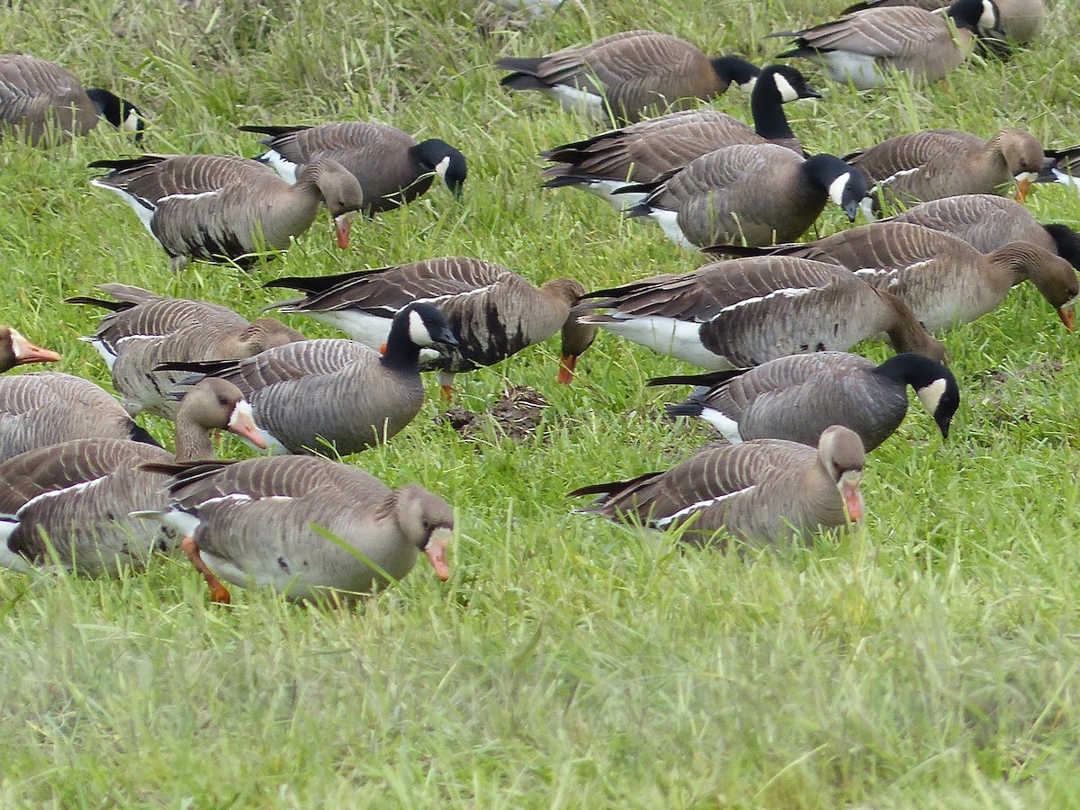 Greater White-fronted Goose - ML618188522