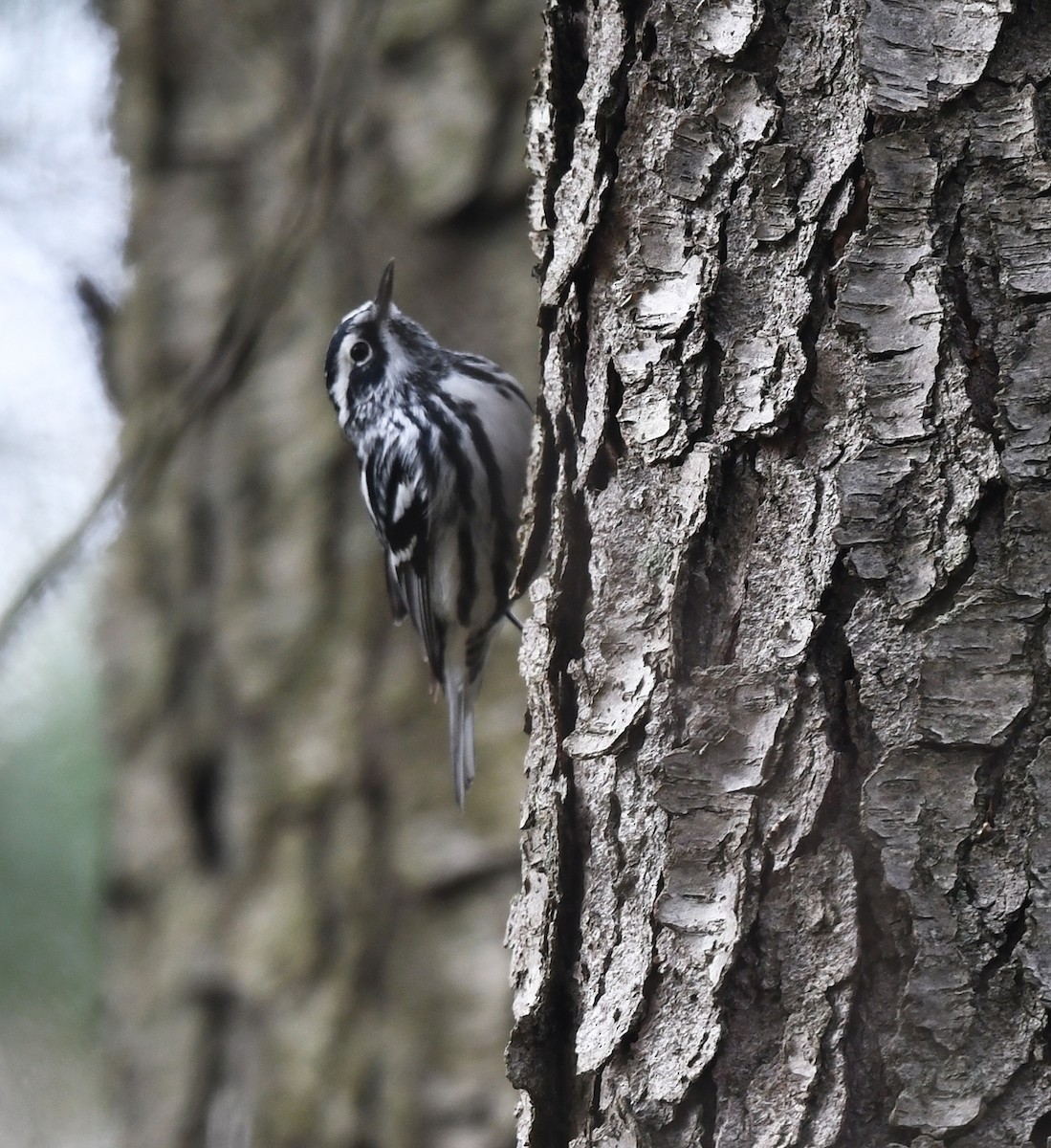Black-and-white Warbler - ML618188555