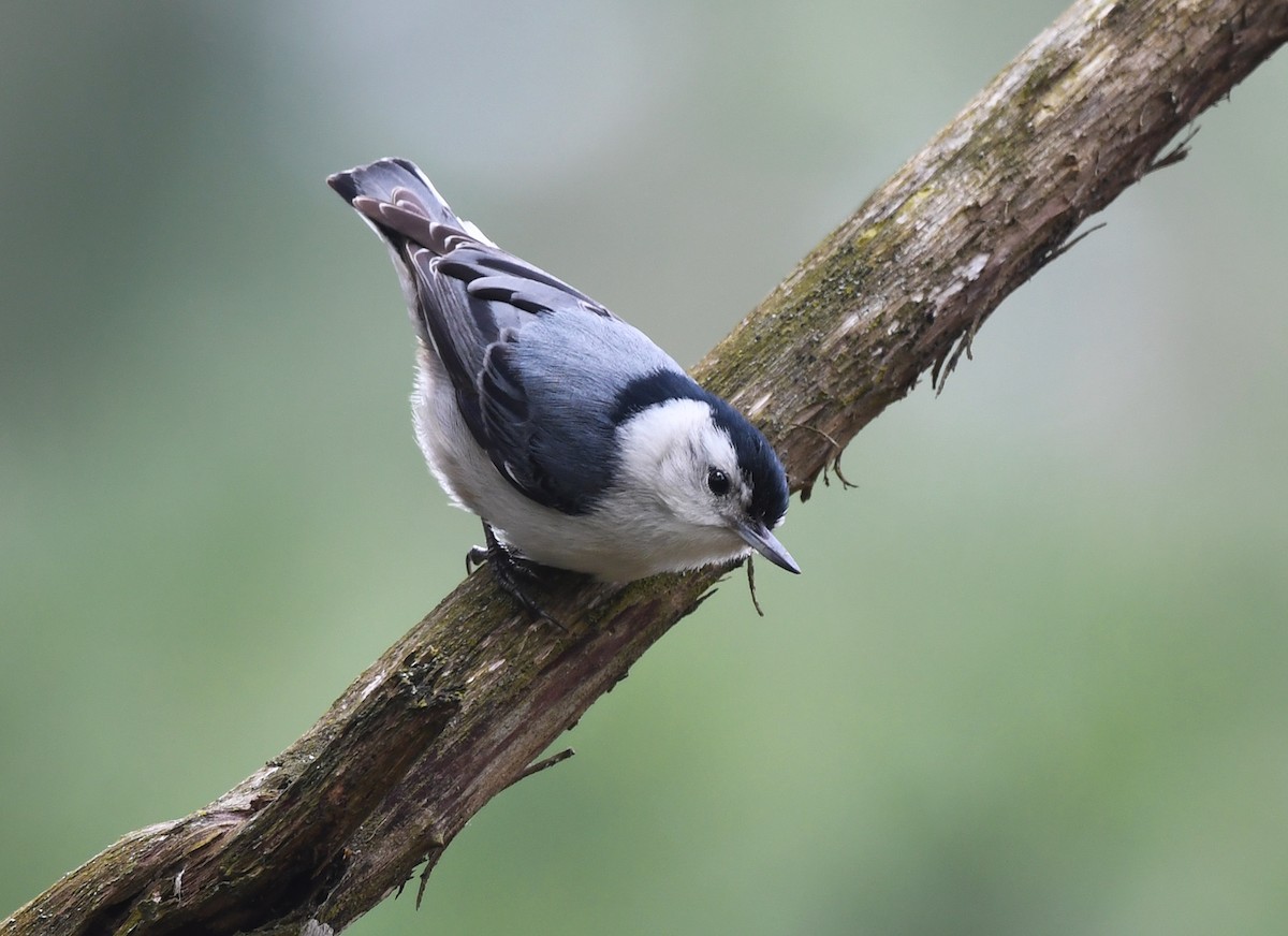 White-breasted Nuthatch - ML618188562