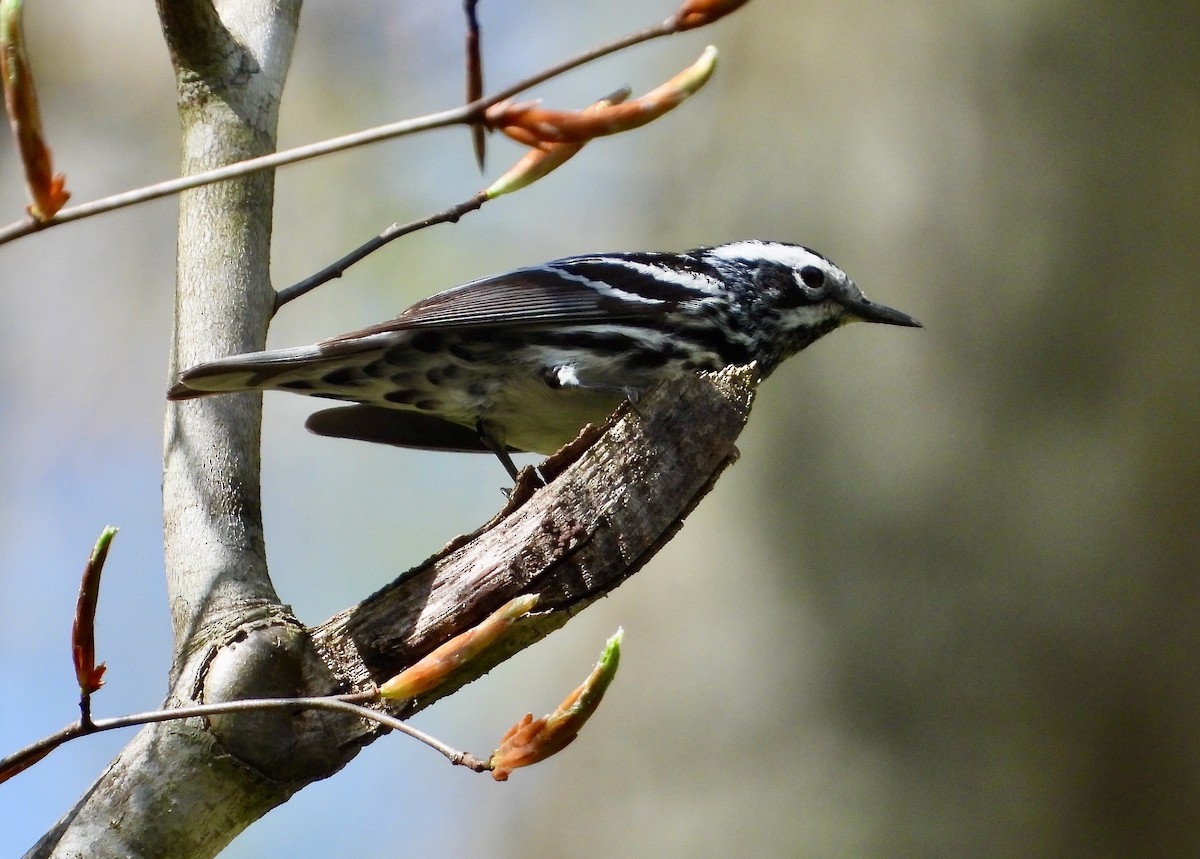 Black-and-white Warbler - ML618188599
