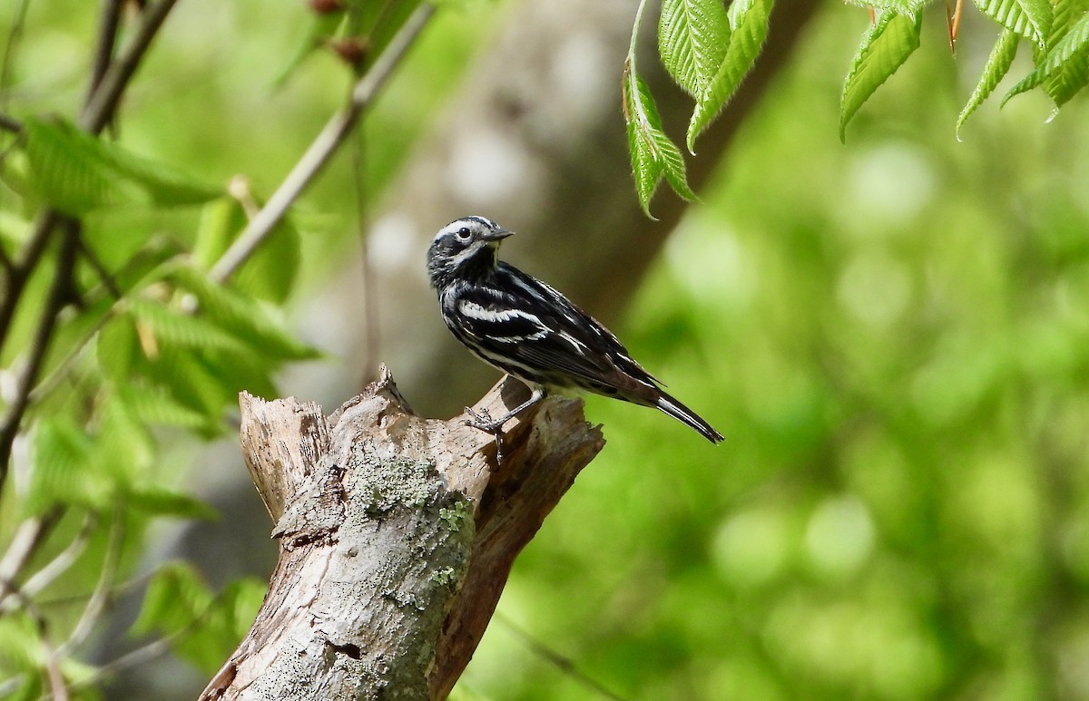 Black-and-white Warbler - Kisa Weeman