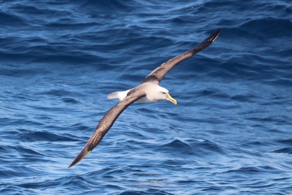 albatros Bullerův - ML618188603