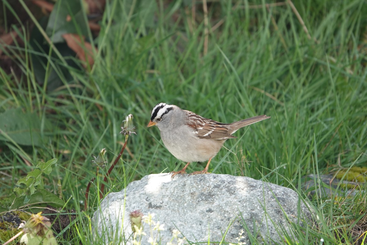 White-crowned Sparrow - Evan Clark