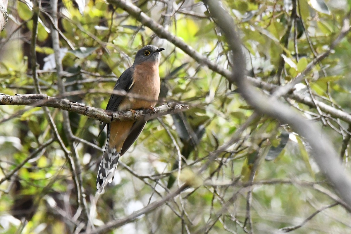 Fan-tailed Cuckoo - Trevor Ross